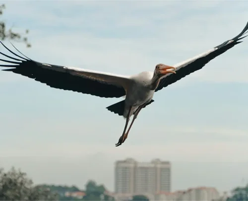 Leadership Reloaded: The Storks of Nairobi City and Coaching Conversations