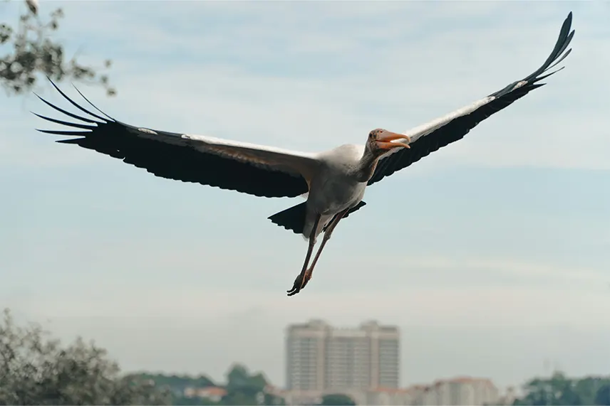 Leadership Reloaded: The Storks of Nairobi City and Coaching Conversations